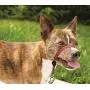 PetSafe Chic Gentle Leader Headcollar, No-Pull Dog Collar – Perfect for Leash & Harness Training – Stops Pets from Pulling and Choking on Walks – Works with Small, Medium and Large Dogs PetSafe Chic Gentle Leader Headcollar, No-Pull Dog Collar – Perfect for Leash & Harness Training – Stops Pets from Pulling and Choking on Walks – Works with Small, Medium and Large Dogs