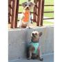 American River Doggie Design Teal Ultra Choke-Free Mesh Dog Harness