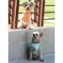 American River Doggie Design Teal Ultra Choke-Free Mesh Dog Harness American River Doggie Design Teal Ultra Choke-Free Mesh Dog Harness