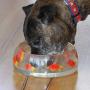 Cute Dog Bowls - Large Designer Dog Food Bowl for Dogs & Cats | Non-skid, No Spill Pet Bowl - Holds 4 Cups / 32 ounce ideal for Pet Food and Water | Gift Boxed | Heavy Poly-resin - Pink Pig Design