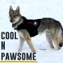 OneTigris K9 Tactical Dog Harness Patrol Dog Vest with Comfortable Adjustable Neck Protection Straps & Durable Handle (Small, Medium, Large Size)