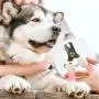 Hellomamma Dog Nail Clippers Cat Claw Trimmer Pet Toenail Cutter Blade Razor Grooming Tool with Nail File for Rabbit Bird Pigs Ferret Hellomamma Dog Nail Clippers Cat Claw Trimmer Pet Toenail Cutter Blade Razor Grooming Tool with Nail File for Rabbit Bird Pigs Ferret