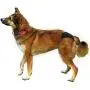 Royal Pet Club Protective Dog Pant, Small/Medium, Beige Royal Pet Club Protective Dog Pant, Small/Medium, Beige