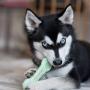 Pet Qwerks Flavorit Flavor Infused Nylon Chew Toy - Fillable Cells for Spreads, Durable Tough Toys for Aggressive Chewers | Made in USA with FDA Compliant Nylon