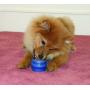 Starmark Everlasting Treat Ball Toy, Blue, Small