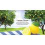 LITTLE TREES Car Air Freshener I Hanging Tree Provides Long Lasting Scent for Auto or Home I Lemon Grove, 24 Count, (4) 6-Packs