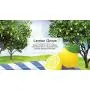LITTLE TREES Car Air Freshener I Hanging Tree Provides Long Lasting Scent for Auto or Home I Lemon Grove, 24 Count, (4) 6-Packs