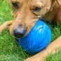 ST Pet 532501 Rowdy Roller Ball Dog Toy, Blue, 4.5'' Diameter