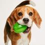 TropiClean Fresh Breath Fresh N Fun Dental Chew Toy for Small and Medium Dogs