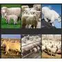 AA- cattle dog grooming DDOTJ Electric Sheep Clipper, Goat Shearing Machine 850W 220V 6 Speed Regulating Shears Cutter Wool Scissor with Box (13 Curved Teeth Blade) AA- cattle dog grooming DDOTJ Electric Sheep Clipper, Goat Shearing Machine 850W 220V 6 Speed Regulating Shears Cutter Wool Scissor with Box (13 Curved Teeth Blade)