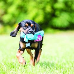 KONG Cozies Dog Squeaky Toy