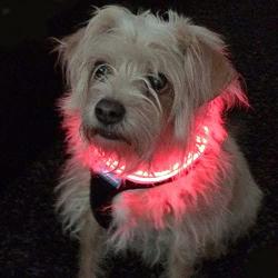 Shine for Dogs Ultimate LED Dog Harness - USB Rechargeable, Cable Included, 4 Awesome Colors. Ultra Bright, Durable, Made to Last. Maximize Your Dog’s Visibility.