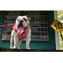EcoBark Dog Harness and Matching Leash Combo Set; Easy to Put on Very Secure Soft Double Padded, Fully Adjustable Neck and Tummy for Small and Medium Dogs.