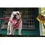 EcoBark Dog Harness and Matching Leash Combo Set; Easy to Put on Very Secure Soft Double Padded, Fully Adjustable Neck and Tummy for Small and Medium Dogs. EcoBark Dog Harness and Matching Leash Combo Set; Easy to Put on Very Secure Soft Double Padded, Fully Adjustable Neck and Tummy for Small and Medium Dogs.
