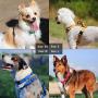 Lof Dog Harness with Handle, Designed to fit Dogs Body Best, Durable and Perfect for Training Small to Large Dogs