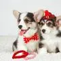 Taicanon 6Pcs Valentines Day Heart Shaped Rope for Dog, Puppy Chew Toys Pet Cotton Toys for Valentines Day Dog Supplies (4Colors) Taicanon 6Pcs Valentines Day Heart Shaped Rope for Dog, Puppy Chew Toys Pet Cotton Toys for Valentines Day Dog Supplies (4Colors)