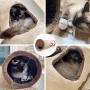 Petest Collapsible Cat Tunnel Pet Play Tube Crinkle Tunnel with Cat Toys