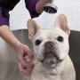 MaddieGirl Organics - Dirty Dog Deep Cleansing Detox Shampoo - Effectively Removes Dirt & Odor - Scruffy Dog Leave-in Conditioner Spray - Hydrates Dry Skin & Fur Treatment - 2 x 9oz