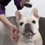MaddieGirl Organics - Dirty Dog Deep Cleansing Detox Shampoo - Effectively Removes Dirt & Odor - Scruffy Dog Leave-in Conditioner Spray - Hydrates Dry Skin & Fur Treatment - 2 x 9oz MaddieGirl Organics - Dirty Dog Deep Cleansing Detox Shampoo - Effectively Removes Dirt & Odor - Scruffy Dog Leave-in Conditioner Spray - Hydrates Dry Skin & Fur Treatment - 2 x 9oz