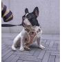 TUFF HOUND No Pull Dog Harness for Small Medium Dogs,3M Reflective Pet Vest, Adjustable Pink Pet Harness, Unchewable Dog Collar