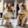 ocijf179 Pet Harness Adjustable Dog Cat Kitten Harness Puppy Vest Leash Chest Strap Set Pet Supplies - Black L