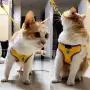 ocijf179 Pet Harness Adjustable Dog Cat Kitten Harness Puppy Vest Leash Chest Strap Set Pet Supplies - Black L