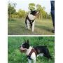 BORORO Escape Free Sport Dog Harness for Dogs That Pulls and Escapes