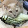 ocijf179 Cats Toy Pet Cats Artificial Plush Fish Shaped Catnip Dental Teeth Care Clean Chewing Toy - S Carp