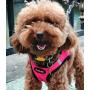 Poohoo 2 Pack Step-in Double Layers Mesh Dog Vest Harness Adjustable for Small Medium Dogs (L(Chest:19.2''-21.7''), Beige and Pink), Calming Faux Fur Donut Cuddler Dog Bed