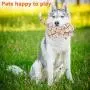 Dog Toy, Dog Squeak Toys, Chew Toy Pet Dog, Stuffed Toys for Dogs, Stuffing Squeaky Plush Dog Toy, Soft Shape Pet Toy, Dog Toys for Aggressive Chewers Medium Breed, Durable Dog Toy, Cat Dog Toy, Dog Squeak Toys, Chew Toy Pet Dog, Stuffed Toys for Dogs, Stuffing Squeaky Plush Dog Toy, Soft Shape Pet Toy, Dog Toys for Aggressive Chewers Medium Breed, Durable Dog Toy, Cat