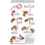 PetSafe Chic Gentle Leader Headcollar, No-Pull Dog Collar – Perfect for Leash & Harness Training – Stops Pets from Pulling and Choking on Walks – Works with Small, Medium and Large Dogs