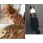 Beirui Leather Dog Harness for Small Medium and Large Dogs