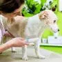 Ordermore Long Teeth Pet Comb,Stainless Steel Comb for Dogs & Cats,Pet Hair Comb for Home Grooming Kit,Effective Remove Tangles, Knots and Matted Fur Ordermore Long Teeth Pet Comb,Stainless Steel Comb for Dogs & Cats,Pet Hair Comb for Home Grooming Kit,Effective Remove Tangles, Knots and Matted Fur