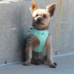 American River Doggie Design Teal Ultra Choke-Free Mesh Dog Harness