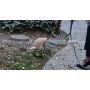 Woodys Originals Inc. Dog Poop Catcher