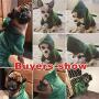 Idepet Dogs Clothes Small Pet Costume Halloween Dinosaur Costume Dog Clothing Puppy Outfits Funny Apperal (XXL)