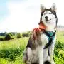 Dog Harness No Dog Leash Adjustable Outdoor Pet Vest Reflective Oxford Material Vest for Dogs Dog Harness No Dog Leash Adjustable Outdoor Pet Vest Reflective Oxford Material Vest for Dogs
