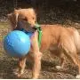 Jolly Pets Tug-N-Toss Dog Toy Ball with Handle Jolly Pets Tug-N-Toss Dog Toy Ball with Handle