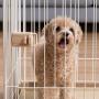 IRIS USA 589735 OPP-1280 Wire Open Pet Pen, Large, White