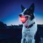 Led Lighting Glowing Rubber Pet Dog Ball Toy Outdoor Training