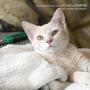 PARTYSAVING PET Bed 1PACK or 2PACK Self Heating Snooze Pad Pet Bed Mat for Pets Cats Dogs and Kittens for Travel or Home, White, Medium, APL1344, APL2255
