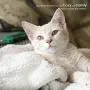 PARTYSAVING PET Bed 1PACK or 2PACK Self Heating Snooze Pad Pet Bed Mat for Pets Cats Dogs and Kittens for Travel or Home, White, Medium, APL1344, APL2255 PARTYSAVING PET Bed 1PACK or 2PACK Self Heating Snooze Pad Pet Bed Mat for Pets Cats Dogs and Kittens for Travel or Home, White, Medium, APL1344, APL2255