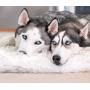 Treat A Dog Puprug Faux Fur Memory Foam Orthopedic Dog Bed, Premium Memory Foam Base, Ultra-Soft Faux Fur Cover, Modern and Attractive Design (Multiple Sizes & Styles)