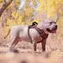 voopet Dog Harness, No Pull Pet Vest Harness with Handle Easy Control on Training, Walking, Hiking - Reflective Adjustable Outdoor Pet Halters for Small Medium Large Dogs All Weather voopet Dog Harness, No Pull Pet Vest Harness with Handle Easy Control on Training, Walking, Hiking - Reflective Adjustable Outdoor Pet Halters for Small Medium Large Dogs All Weather
