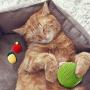 Cat Scratcher Toy Ball Set Include 1 Piece Cat Roly-Poly Scratcher Ball with Bell and 2 Pieces Cactus Sisal Ball Cat Scratching Catnip Toys Motion Kitten Toy Interactive Tilting Toys Pets Toy
