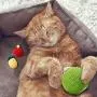 Cat Scratcher Toy Ball Set Include 1 Piece Cat Roly-Poly Scratcher Ball with Bell and 2 Pieces Cactus Sisal Ball Cat Scratching Catnip Toys Motion Kitten Toy Interactive Tilting Toys Pets Toy Cat Scratcher Toy Ball Set Include 1 Piece Cat Roly-Poly Scratcher Ball with Bell and 2 Pieces Cactus Sisal Ball Cat Scratching Catnip Toys Motion Kitten Toy Interactive Tilting Toys Pets Toy