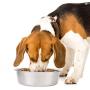 LEKILV Heavyweight Non-Skid Rubber Bottom Stainless Steel Dog Bowl
