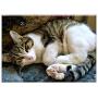 Triple Blank Wall Plate Cover - Cat Animals Cat Face Striped Cat Pets Cute Cat