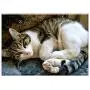 Triple Blank Wall Plate Cover - Cat Animals Cat Face Striped Cat Pets Cute Cat Triple Blank Wall Plate Cover - Cat Animals Cat Face Striped Cat Pets Cute Cat
