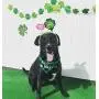 Shamrock Dog Bandana and Plush Dog Squeaky Bone Toy for Small Medium Dogs,Pet Gifts for St. Patricks Day